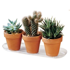 Plantpak Planter Tray 6″x12″ – Clear